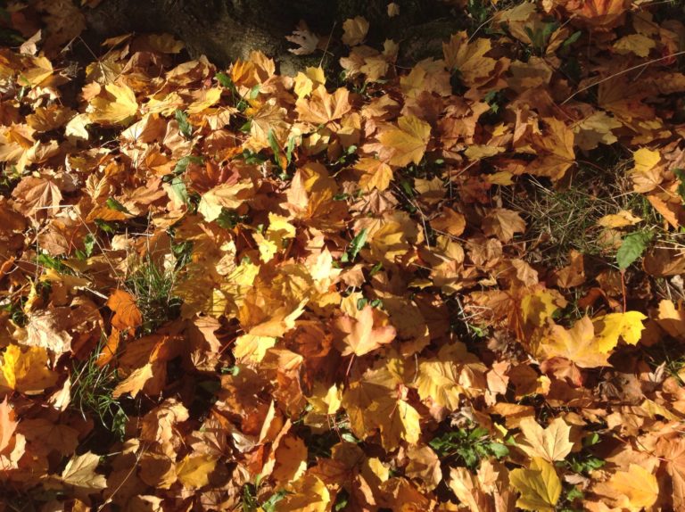 Dit is een afbeelding van herfstbladeren op gras bij het blog Onze interne reinigingsdienst