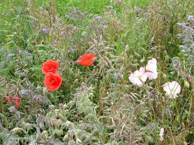 Afbeelding van bloemen in een landschap